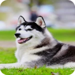 Logo of Husky Dog Wallpaper android Application 