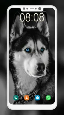 Husky Dog Wallpaper android App screenshot 0