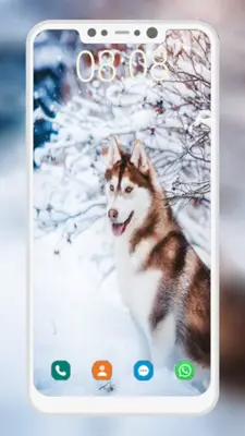 Husky Dog Wallpaper android App screenshot 1