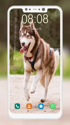 Husky Dog Wallpaper android App screenshot 2