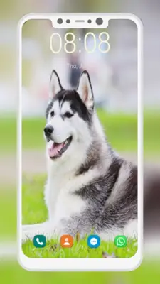 Husky Dog Wallpaper android App screenshot 3