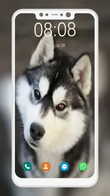 Husky Dog Wallpaper android App screenshot 4