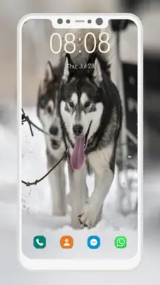 Husky Dog Wallpaper android App screenshot 5