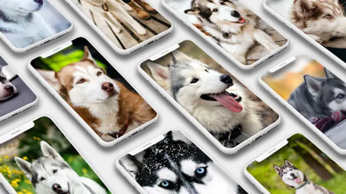 Husky Dog Wallpaper android App screenshot 7